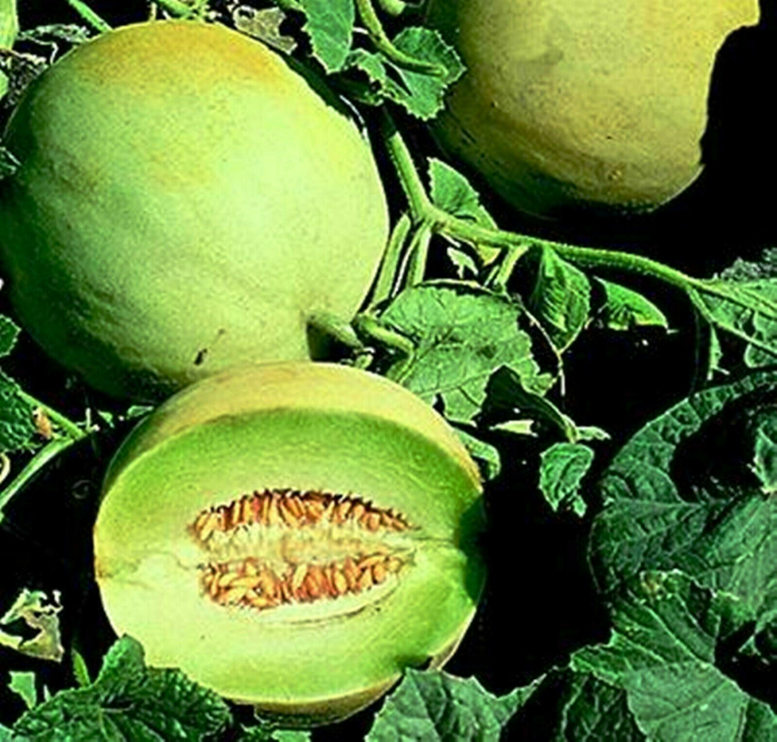 Jumbo Honeydew Melon Sweet Fruits -10 Seeds - White Antibes Cult